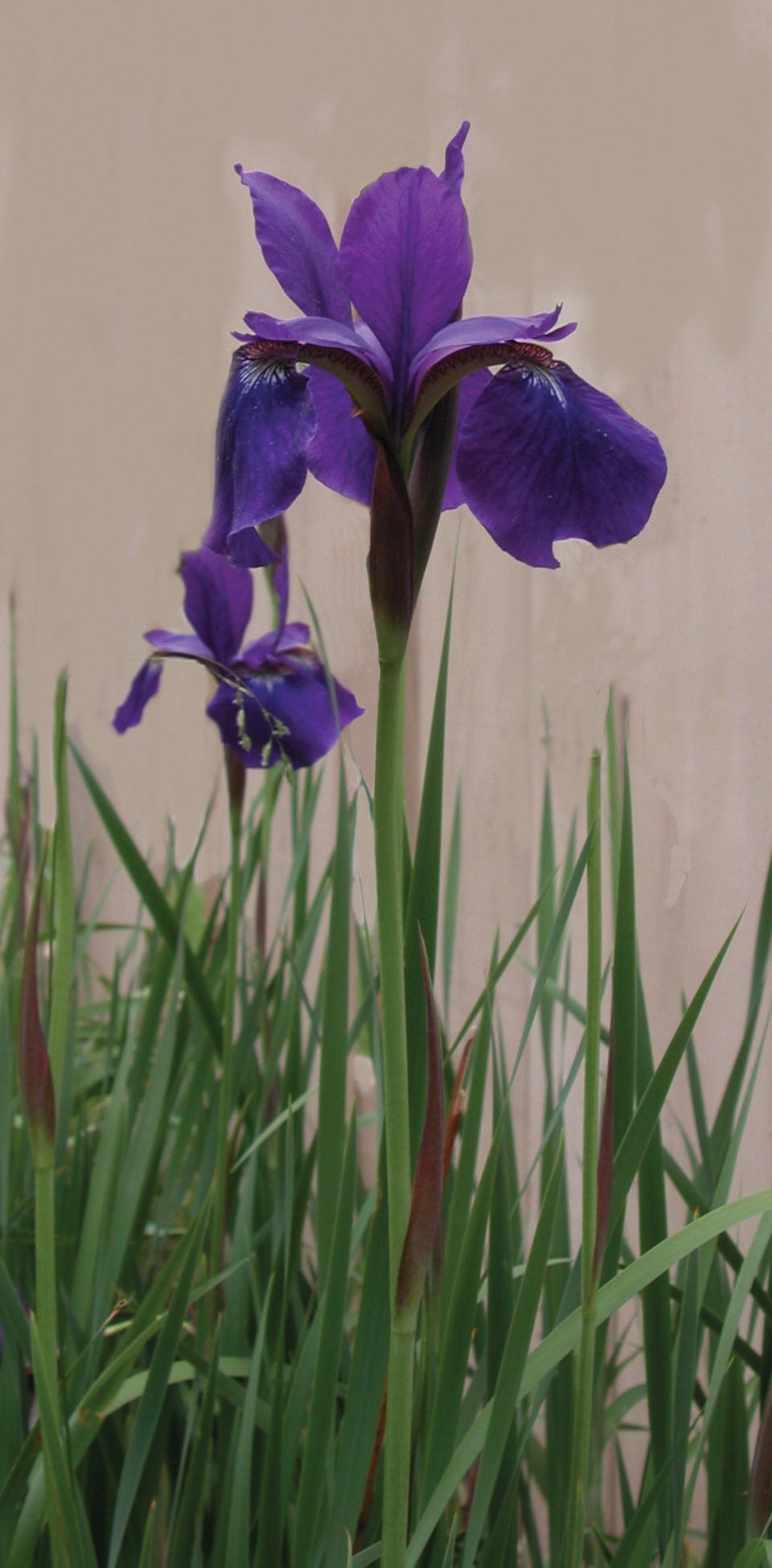 iris-medium