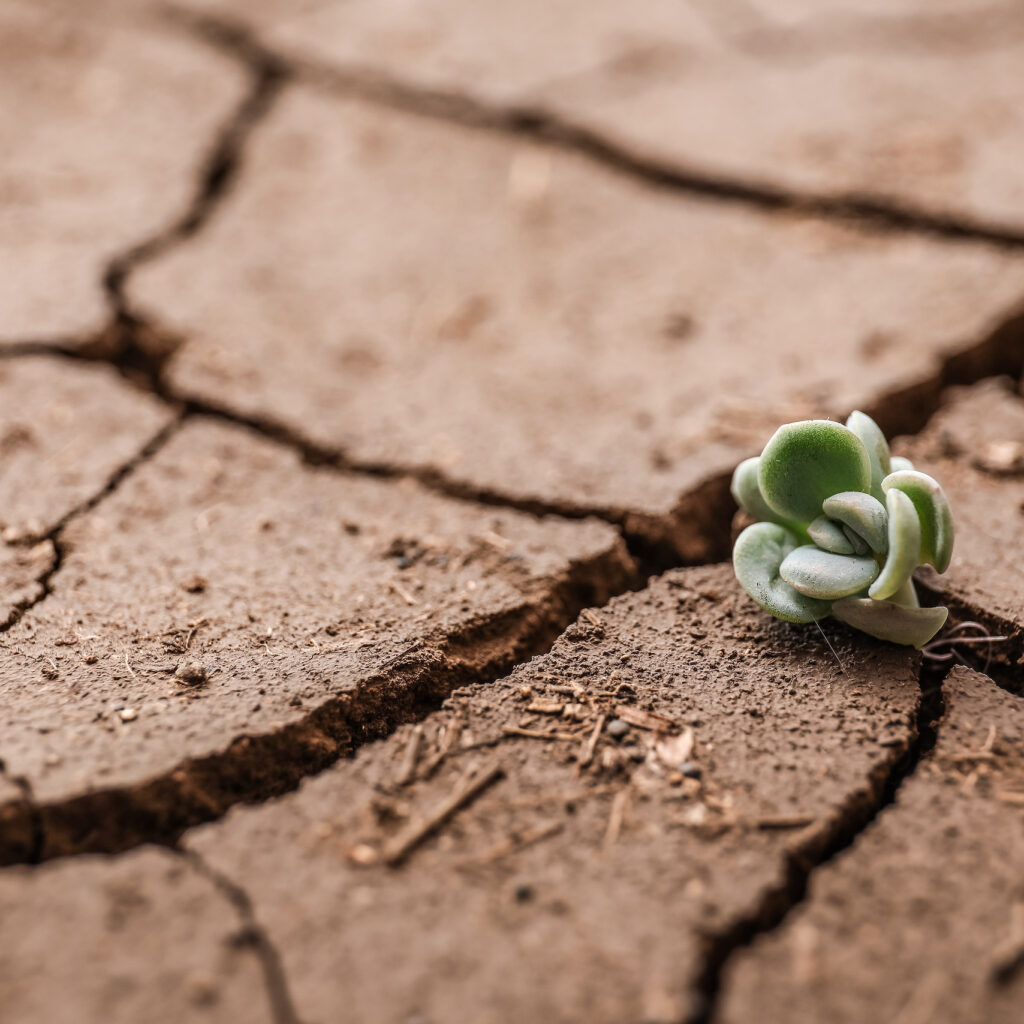 Small succulent growing in dry soil, closeup