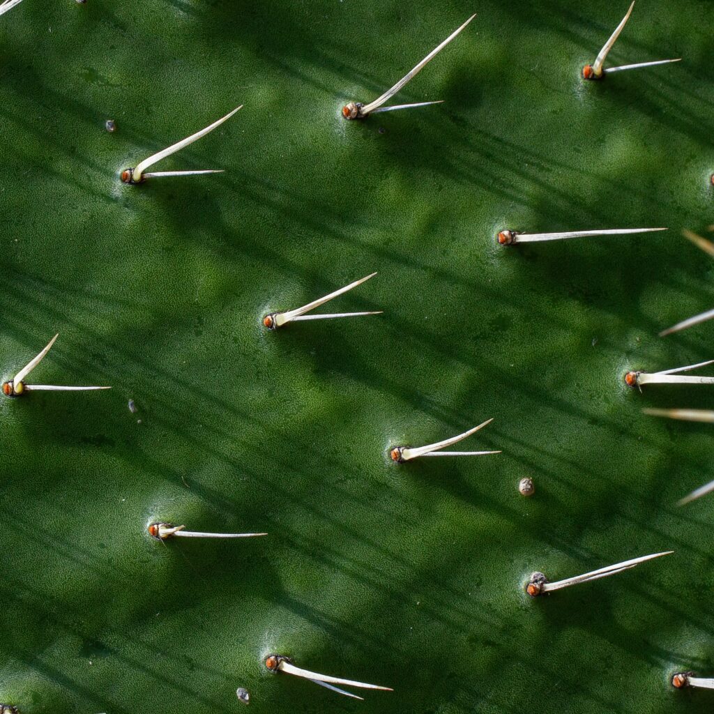 Cactus